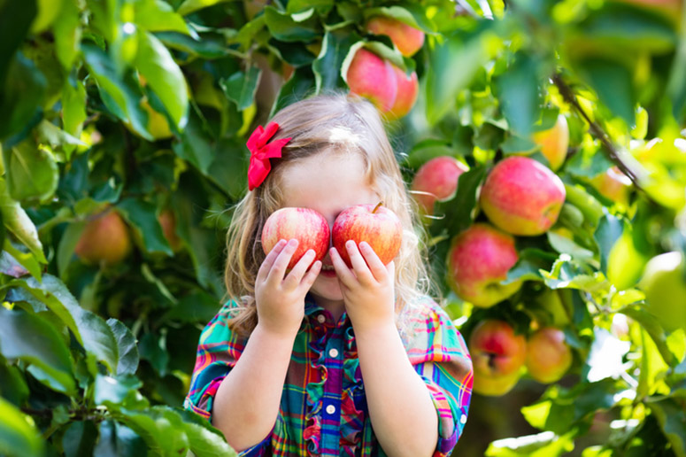 A young girl holds apples in front of her eyes at an apple orchard.