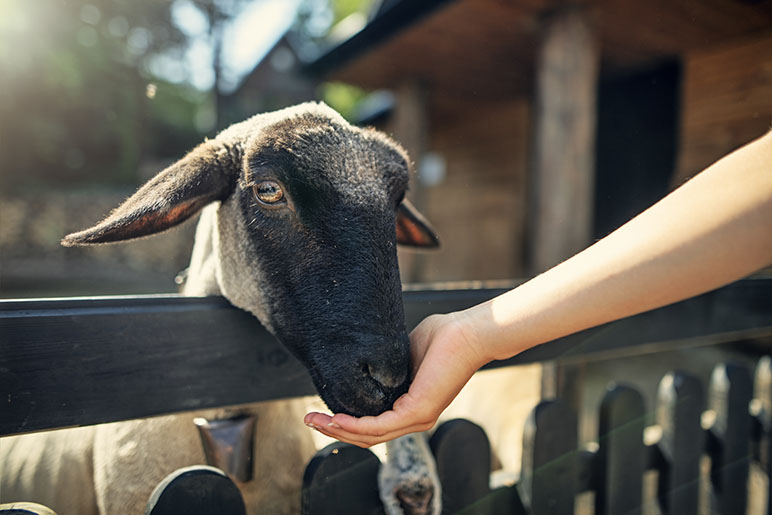 Child feeding a lamb or goat by their hand