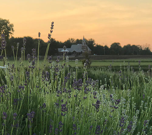 Lavender with a church in the background