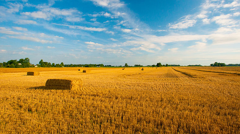 Photo of a cornfield in Indiana