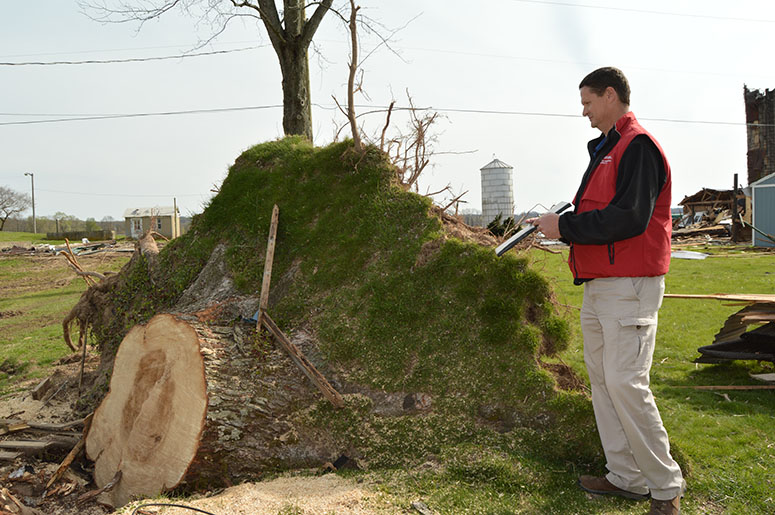 Claims representative assessing a fallen tree after the Sullivan storms