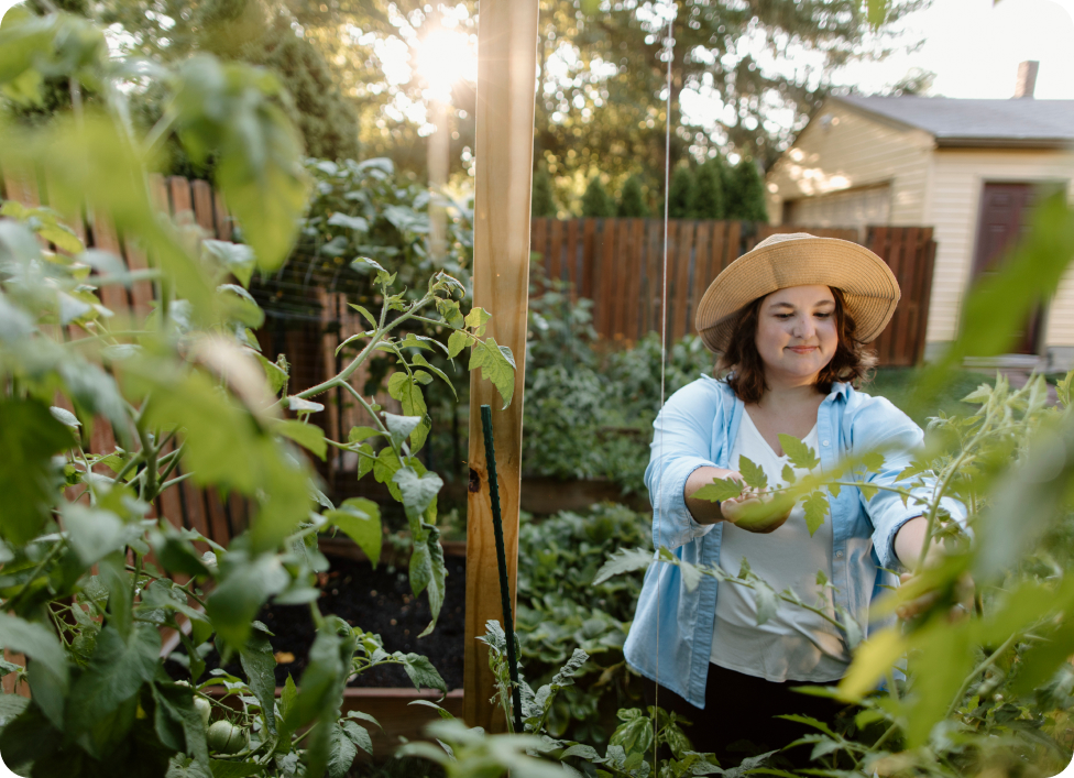 Gardener picking tomatoes